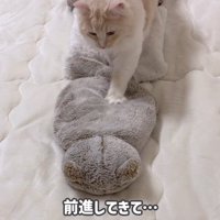 ふみふみしている猫