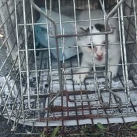 捕獲器に入った白い子猫