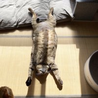 前足を頭の方に伸ばして、仰向けで眠るキジトラ猫
