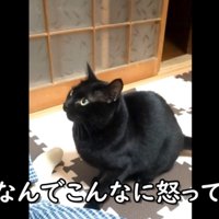 おこる黒猫