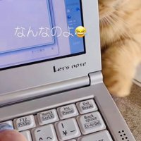 ノートパソコンの後ろで怒っているミックス猫