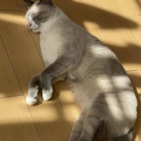 床で寝ている猫