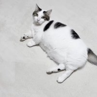 白いラグの上に寝転んだ猫ちゃん