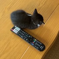 リモコンと猫の後ろ姿