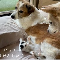 仰向けになる子猫