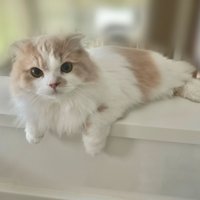 キッチンカウンターに手をかけて座る猫