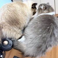 デスクに乗る2匹の猫