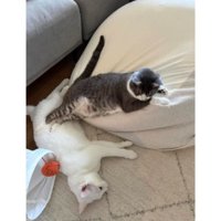 クッションと猫