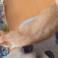 地面に着地する猫