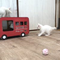 仲良く遊ぶ3匹の子猫