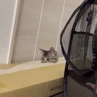 箱にハマるくぅちゃん