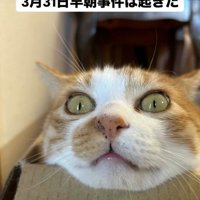 段ボールに顎を乗せる猫