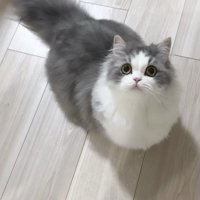 周囲を見まわす子猫