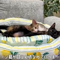 寝そべる2匹の猫