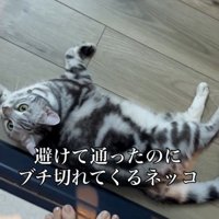 猫と、揃えられた人間の足
