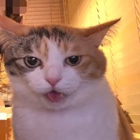 カメラ目線の猫