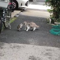 子猫と成猫