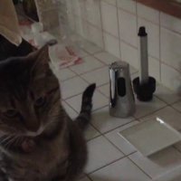 シンクの横に座って飼い主を待つキジトラ猫