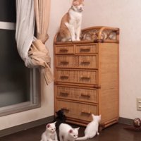 家具の上にいる成猫と下にいる子猫たち