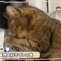 顔を洗うみにらくん