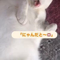 男性に向かって声をあげる猫