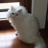 扉の前で振り向く猫