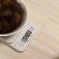 子猫が置かれてメモリが増えていく計測器のモニター