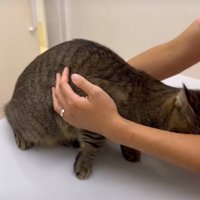 逃げようとする猫