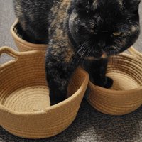 左右の前足はそれぞれ別のかご、後ろ足はそろえてかごに乗っているサビ猫の姿