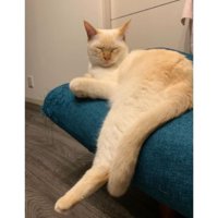 くつろいでいる猫