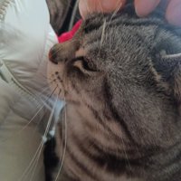 飼い主の膝の上で頭をマッサージされる猫