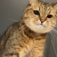 こちらを見る姿