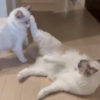 抵抗する猫
