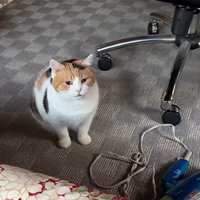 「控えめな…」と書かれた写真