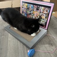 爪とぎをする猫