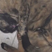 しっぽの毛づくろいをしようと必死にしっぽを捕まえている猫の様子