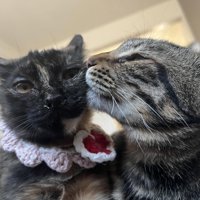 子猫を毛づくろいする猫