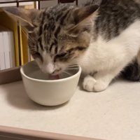 水を飲むやせた猫