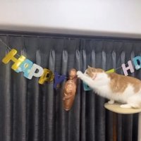 キャットタワーの上から風船にじゃれついている猫