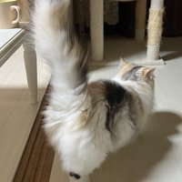しっぽを高く上げて意気揚々と歩く猫の後ろ姿