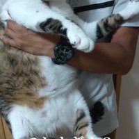 大きな猫を抱っこ