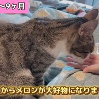 メロンを食べる猫