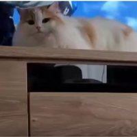 テレビ前の猫