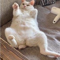仰向けで寝ている猫