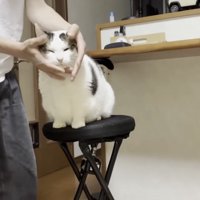 こねられる猫の写真1