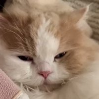 猫の顔のアップ