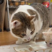 食べ終わった成猫