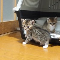 ケージから出る子猫