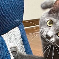 座椅子で爪とぎをする猫の前足