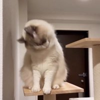 グルーミングする猫